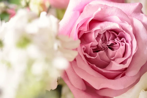 Sweet Pink Rose Flower Bokeh Shallow Depth Field Royalty Free Stock Photos