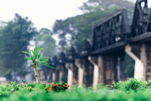 Belo Campo Vegetação Ponte Ferroviária Profundidade Rasa Campo — Fotografia de Stock