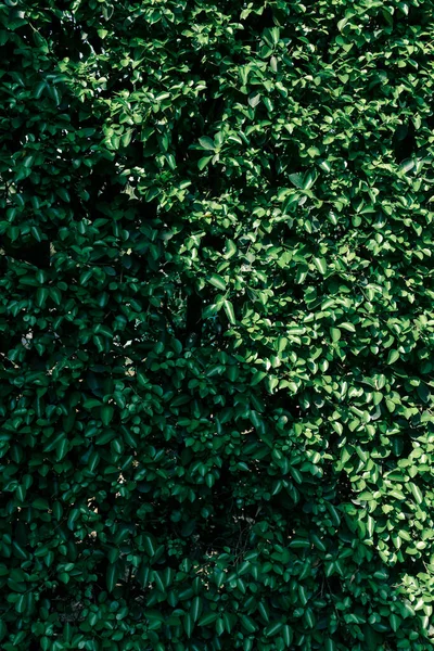 Buisson Vert Avec Ombre Diagonale Haie Verte Mur Feuilles Vertes — Photo