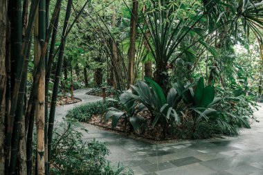 Güzel yeşil yapraklar ve bahçedeki patika