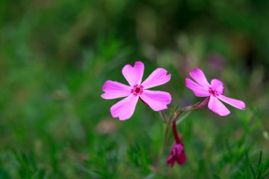 Yeşil tarlada açan çiçekler