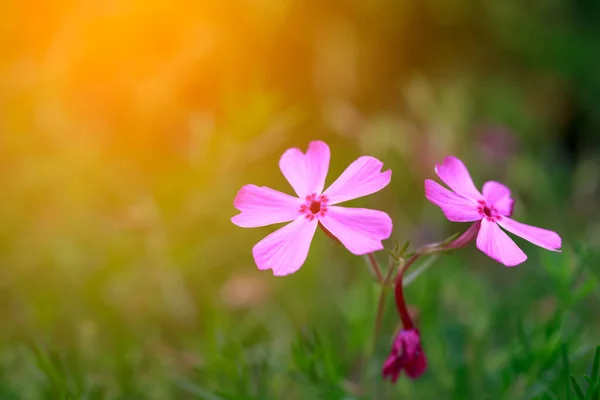 Blütenpracht Mit Sonnenlichteffekt — Stockfoto