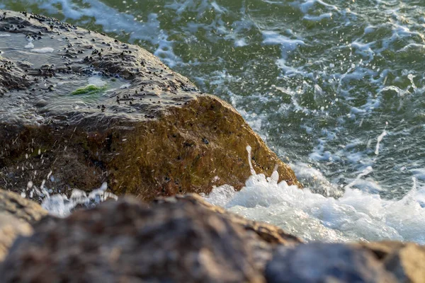 Deniz dalgaları kayalara çarpıyor, eski film efektleri.