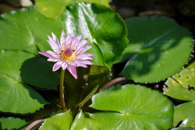Nilüfer çiçekleri ya da nilüfer çiçekleri polen üzerinde arı, sabah güneşi altında çiçek