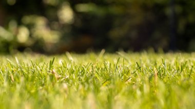 Odaklanamayan elementler ve kopyalama alanı olan bir alanda otlar büyüyor