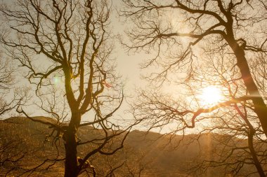 Grasmere / England - 25 Şubat 2018: Güneşli bir öğleden sonra çimenli çıplak ağaçlar ve kamera mercekleri parlıyor