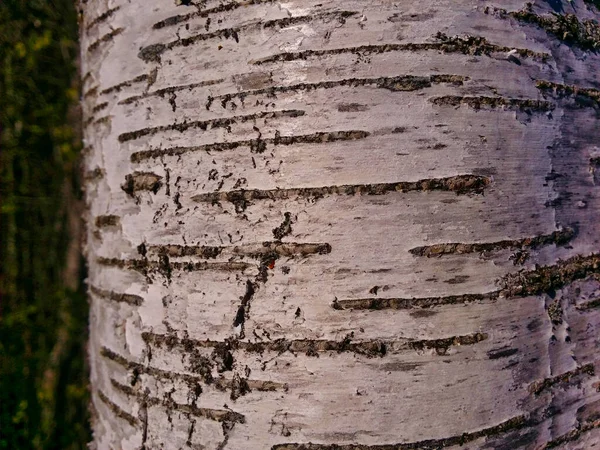 Birch trunk, birch bark. The warm and recognizable texture of live birch bark gives great opportunities in the implementation of your design ideas. When enlarging this photo, it seems that this picture is painted.