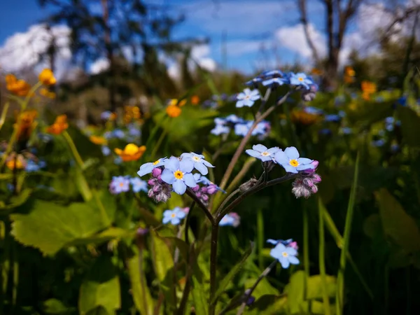 Unutma Beni Çiçekleri Güneşli Bir Mayıs Gününde Açık Bir Ormanda — Stok fotoğraf