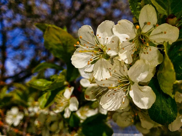 満開の桜 — ストック写真