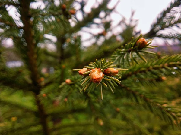 Spring Spruce Buds Which New Branches Grow Rain — Stock Photo, Image