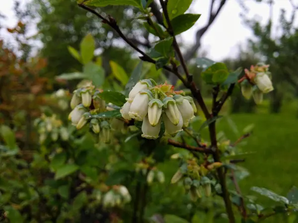 Blueberry Flowers Rain Photo Garden Blueberry Bush Taken June Evening — Stock Photo, Image