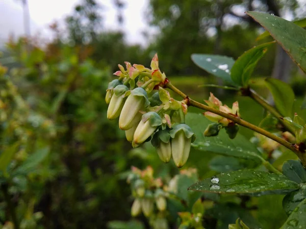 Jardín Inflorescencia Arándanos Primer Plano Toma Capullos Arándano Blanco Fue —  Fotos de Stock