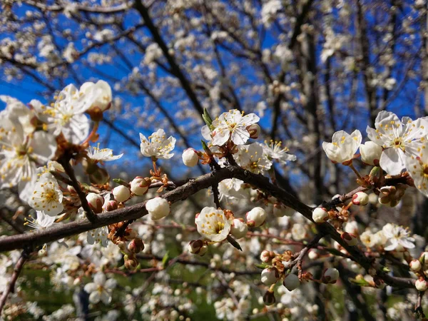 Rama Primaveral Cerezo Ciruelo Ahogándose Flores Delicadas Flores Blancas Sobre — Foto de Stock