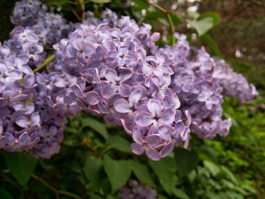 Leylak çiçekleri tamamen çiçek açar. Ormanlık bir parkta mavi leylak çiçekleri. Bulutlu havaya rağmen, resim leylak yapraklarının tüm tonlarını muhafaza etti..