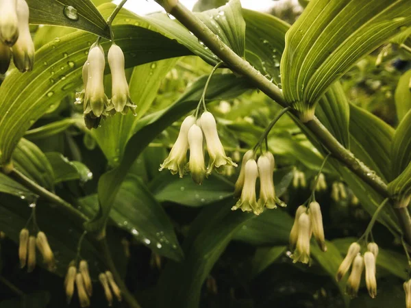 Sello Del Rey Salomón Delicadas Campanas Blanco Verdes Gotas Lluvia —  Fotos de Stock