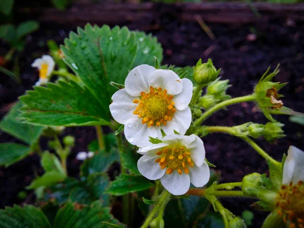 Garden Strawberry Flowers Raindrops Closeup — Stock Photo, Image