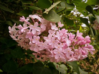 Sıcak bir yaz gününde orman pembe leylağı. Pembenin birçok tonu.