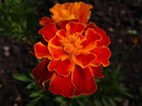 Flor Amarelo Vermelho Calêndula Close — Fotografia de Stock