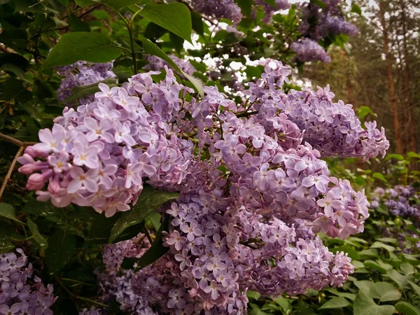 Forest Blue Lilac Thickets — Stock Photo, Image