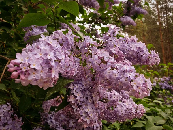 Lilas Bleu Forêt Dans Les Fourrés — Photo