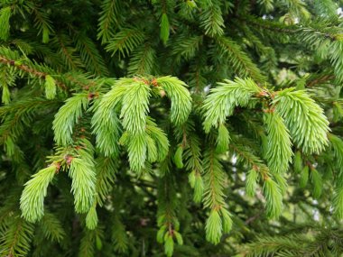 Yakından bakınca kozalaklı dallar görünüyor. Ladin lahanalarının hassas bir dokusu ve soluk yeşil bir rengi vardır..
