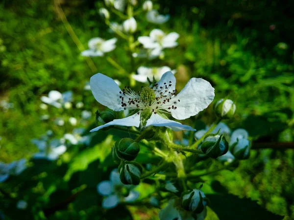 Blackberry Flower Close White Flower Blackberry Foreground Close Visible Stamens — Stock Photo, Image