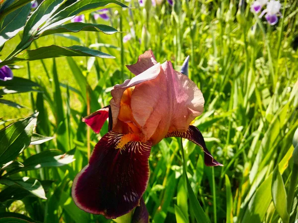 Burgundy (siyah, kahverengi, kırmızı) iris yakın plan. Güneşli bir günde bahçenin arka planına karşı Burgundy Iris çiçeği. Görüntü büyük bir renk ve ton paletine sahiptir: koyu bordo (siyah) 'dan açık pembe' ye, doymuş sarıdan beyaz 'a.