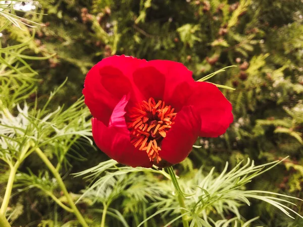 Anomalous Peony Peony Unika Języku Łacińskim Paenia Anmala Rosyjskim Maryin — Zdjęcie stockowe