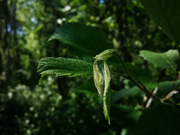 Green Alder Leaves Dark Forest Ray Sun Texture Close — Stock Photo, Image