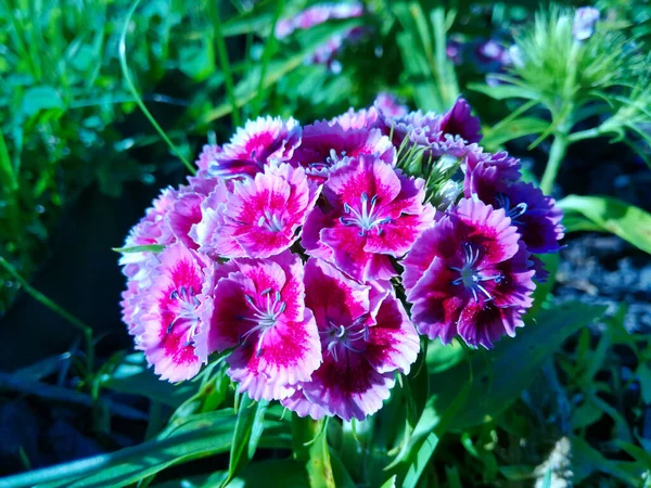 Różowe Kwiaty Dianthus Chinensis — Zdjęcie stockowe