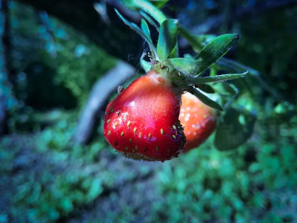 Yaz bahçesinde kendi dalında olgun sulu çilek.
