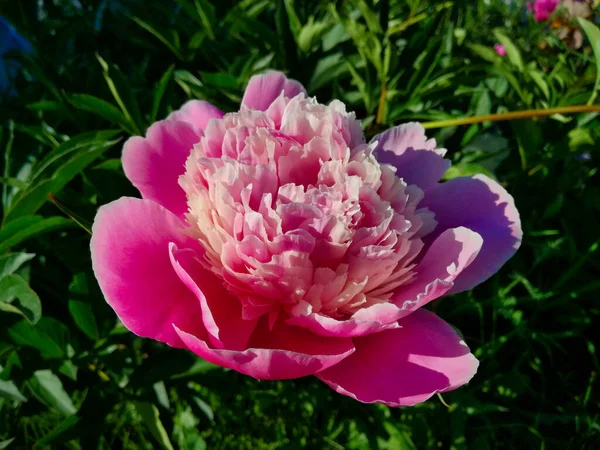 Ніжна Рожево Біла Квітка Півонії Крупним Планом — стокове фото