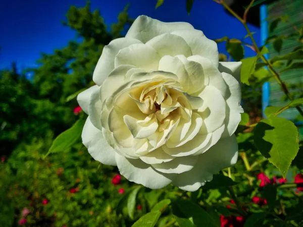 夏の庭で白いバラがクローズアップされました 明るい太陽にもかかわらず それはこの美しい花のすべての花弁を日陰になりました — ストック写真
