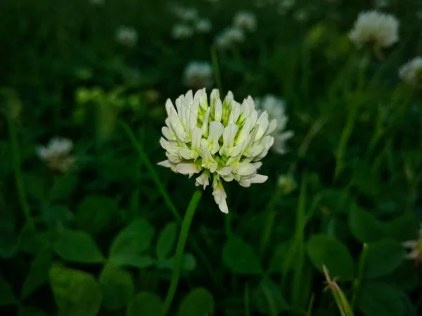White clover flower on a background of green meadow close-up. White clover, Trifolium repens, Clover Creeping, Clover dutch, Amoria creeping. Managed to show all the details of each flower of the inflorescence.