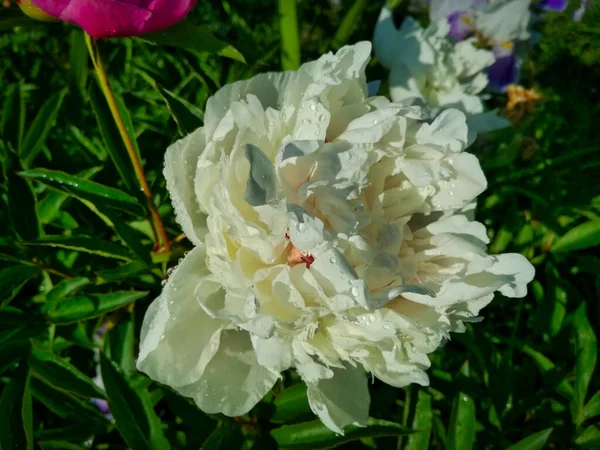 Yağmurdan sonra beyaz şakayık.