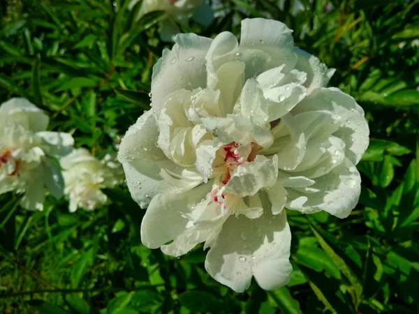 雨の後の白い牡丹の花びら — ストック写真