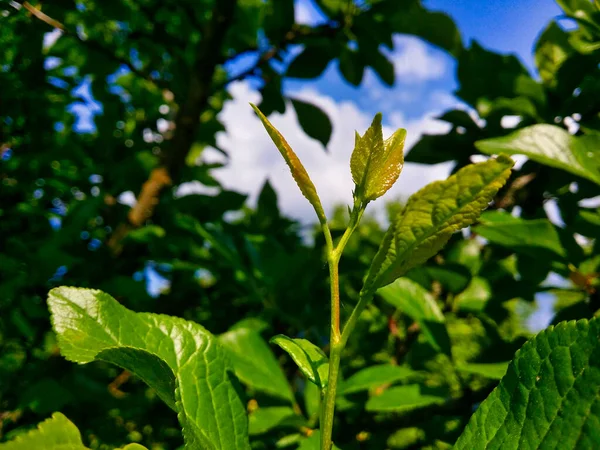 Genç erik ağacı yaprakları. Doku, yeşil ve sarı tonlarında. Ve bunların hepsi bahçenin yeşilliğine ve mavi gökyüzüne karşı..
