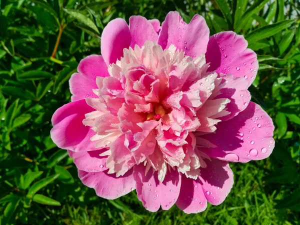 雨の後にピンクの牡丹の繊細な湿った花びら — ストック写真