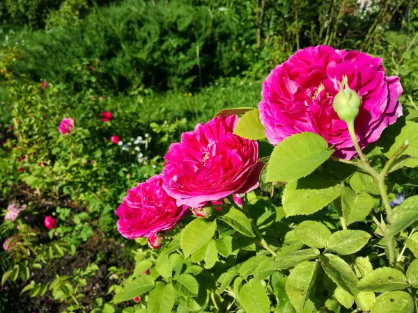 夏の庭を背景にプライベートブッシュの上に3本のピンクのバラ — ストック写真