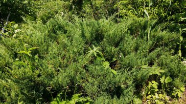 Terk edilmiş bir yaz bahçesinde sürünen eşkıyanın yeşil dalları..