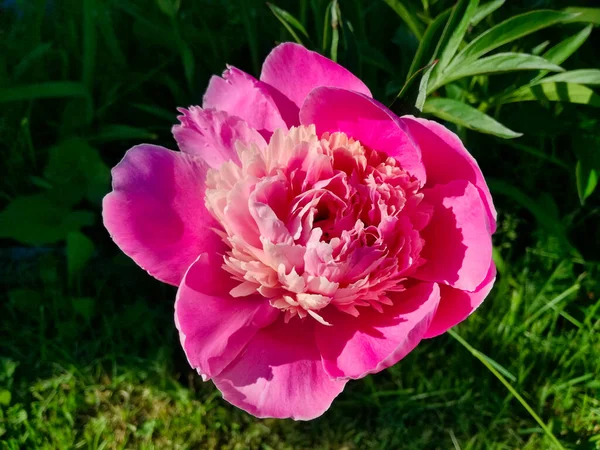 Beautiful Pink Peony Flower Close Big Beautiful Delicate Pink Flower — Stock Photo, Image