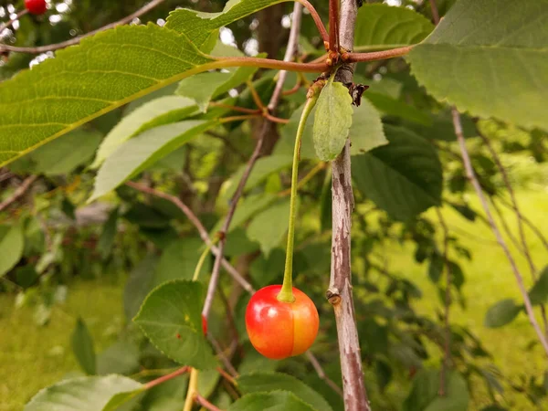 Unripe Cherry Branch — Stock Photo, Image