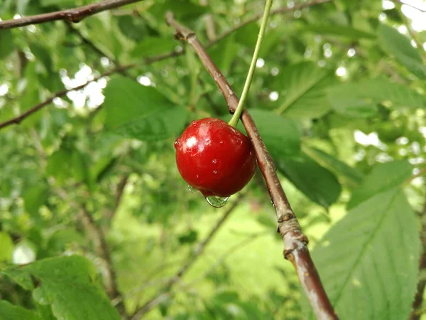 Baya Cereza Jugosa Roja Gotas Lluvia Una Gota Grande Cuelga —  Fotos de Stock