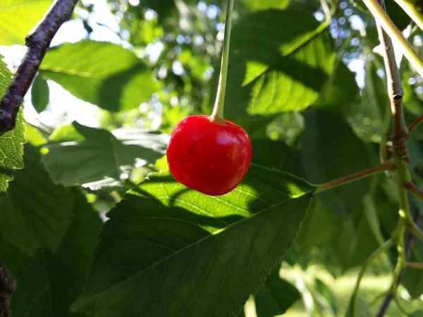 Baya Roja Una Cereza Cuelga Sombra Vegetación Propio Arbusto Foto —  Fotos de Stock