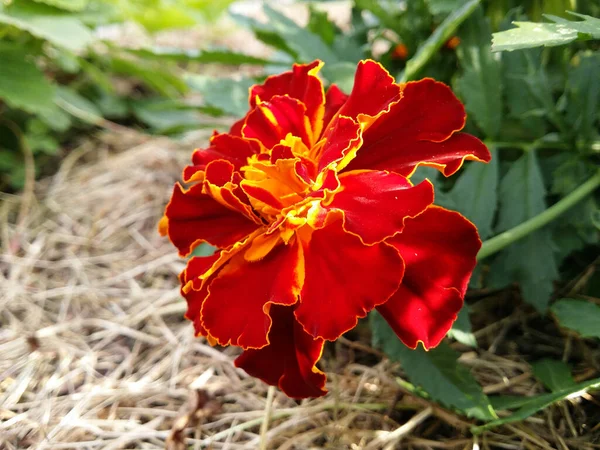 Piękne Zbliżenie Marigold Prawdziwym Środowisku — Zdjęcie stockowe
