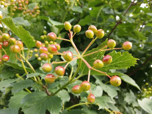 Λαμπρά Πράσινα Κόκκινα Άγουρα Viburnum Φρούτα Στο Δικό Του Κλαδί — Φωτογραφία Αρχείου