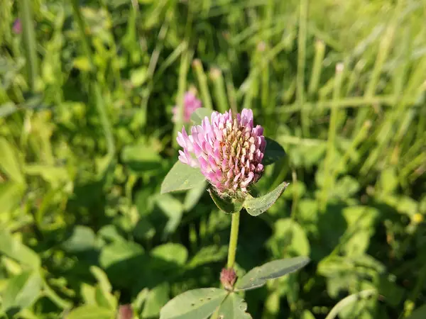 Rosafarbene Kleeblume Aus Nächster Nähe Der Natur — Stockfoto