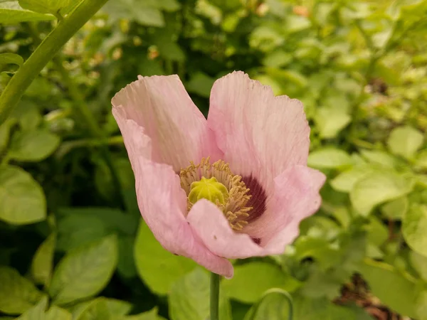Delicate Pink Poppy Flower Close — Stock Photo, Image