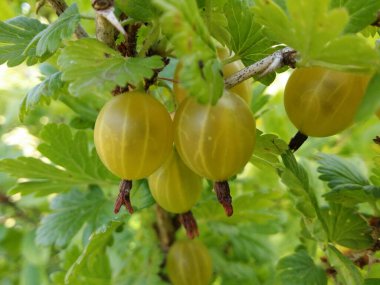 Olgun sarı bektaşi üzümleri yakın plan..