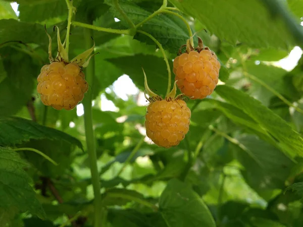 Drei Reife Gelbe Himbeeren Nahaufnahme Stockfoto